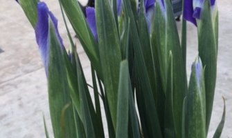 Gift vouchere cu ocazia zilei de 8 martie in Cosmopolis Plaza